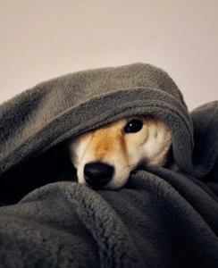 yura ryzhov omM0eqq1yKw unsplash 834x1024 1