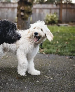 BA8A66F8 48E9 48CB B167 26F75C5E05AD 1 201 a 1252x1536 1