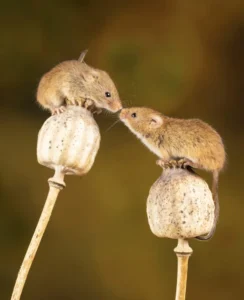 nick fewings 2qXNT7LMfpY unsplash 834x1024 1