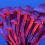 pexels marek piwnicki 13695325 scaled 1